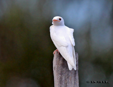 GOLONDRINA PARDA GRANDE (Progne tapera) - (Ejemplar Albino) Santiago Vazquez-MONTEVIDEO (Febrero 2012)